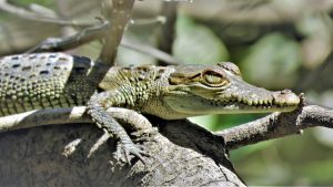 costa rica