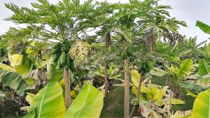 Viaggio gran tour dell'Oman