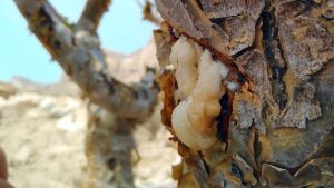 Viaggio gran tour dell'Oman