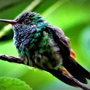 Costarica