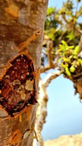 viaggi in Oman con Luxury Travel Lab
