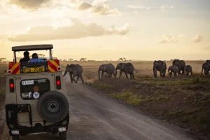 Safari in Tanzania
