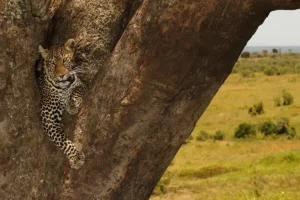 Safari in Tanzania