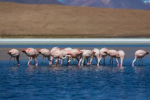Safari in Tanzania
